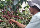 Gobierno Bolivariano entrega más de 182 mil Bs. a productores de café en Yaracuy