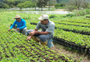 Unidad Productiva «Picapica» en Aragua impulsa la producción agrícola