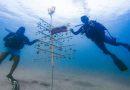 Costa de Carabobo se reaviva con caballitos de mar y siembra de corales