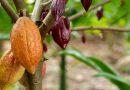 Inicia inscripción para programa “Maestros Agrícolas en Manejo Sustentable de Cacao»