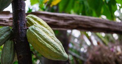 Abiertas inscripciones para segunda cohorte del diplomado «Maestros y Maestras Agrícolas en Manejo Sustentable de Cacao»