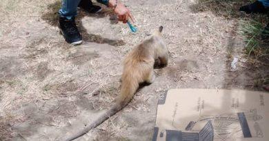 Rescatan ejemplar de oso hormiguero en San Fernando de Apure