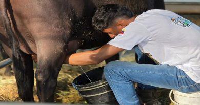 Inicia primer concurso tecnificado de ordeño en Feria Nacional Criabúfalos 2025 Inicia primer concurso tecnificado de ordeño en Feria Nacional Criabúfalos 2025