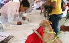 En Zulia Misión Nevado culmina mes de noviembre con atención a más de 800 mascotas