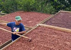 Festival del Cacao y Chocolate Pariano 2025 impulsará el turismo en Río Caribe
