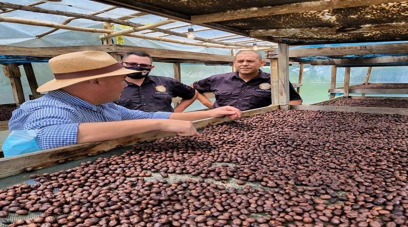 Cultivo de café en Miranda proyecta crecimiento superior al 30 %