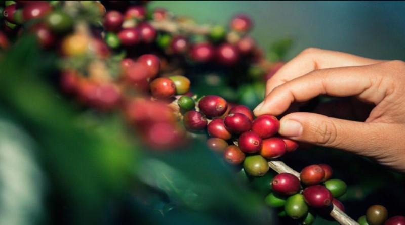 Congreso Nacional del Café y Caficultura se realizará en Portuguesa