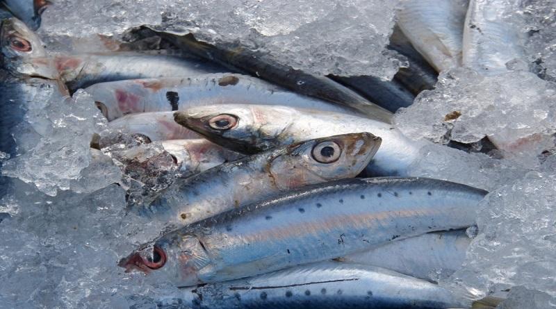 Ministra Dheliz Álvarez participa en tercera Mesa de Trabajo de comercialización de pescado