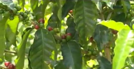Producción en campos portugueseños avanza con éxito
