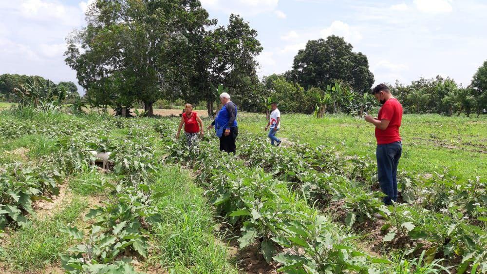 Comuna Agrícola Comandante Eliezer Otaiza impulsa la producción agraria y animal en el estado Carabobo