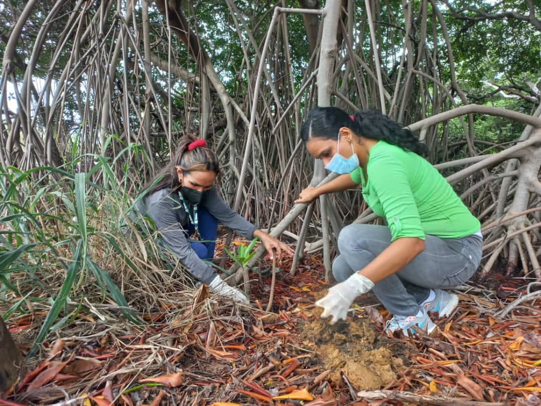 Impulsan Plan de Reforestación en costas del Lago de Maracaibo