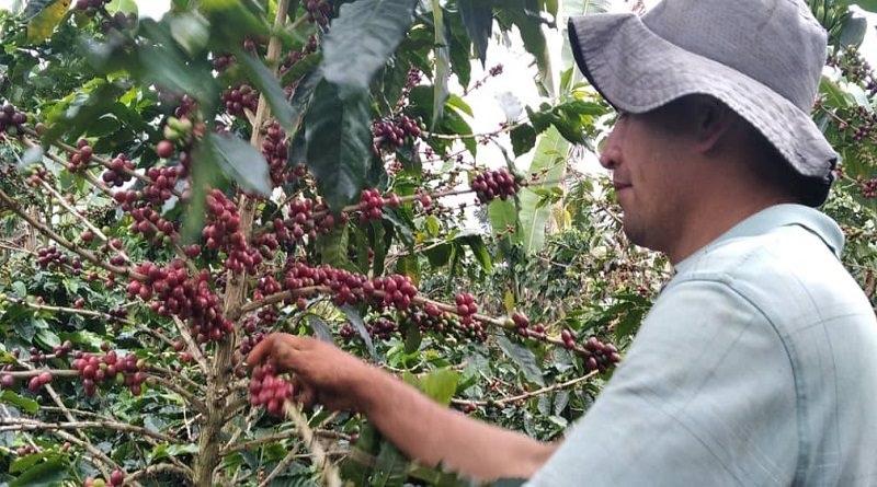 Gobierno Bolivariano entrega más de 182 mil Bs. a productores de café en Yaracuy
