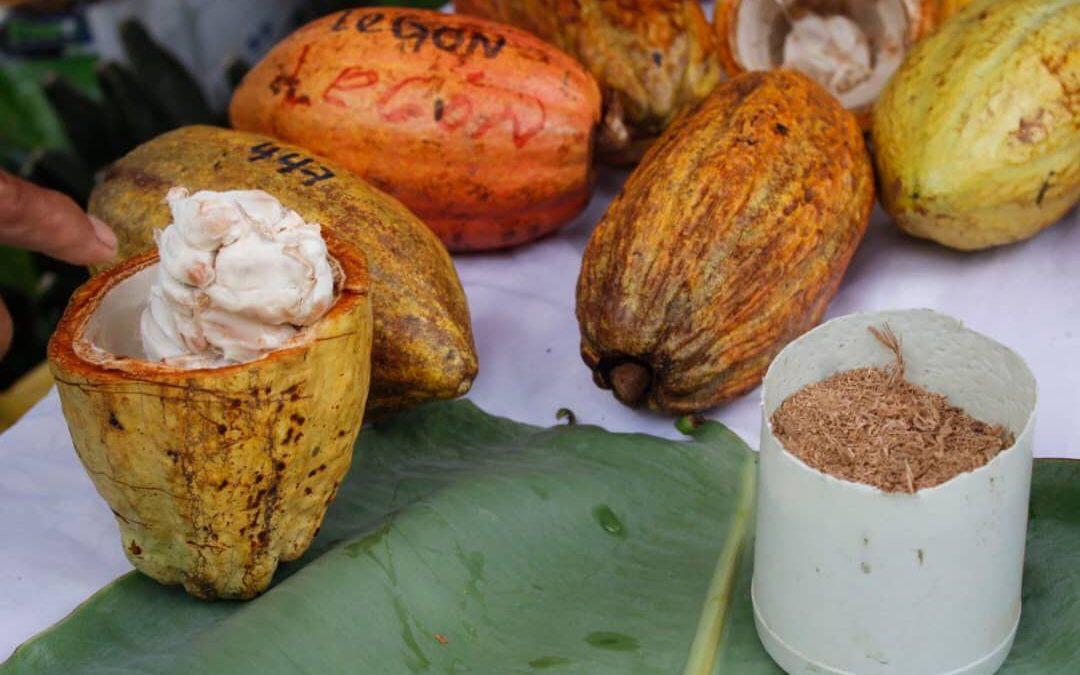 Impulsan a nuevos emprendedores del cacao en Miranda