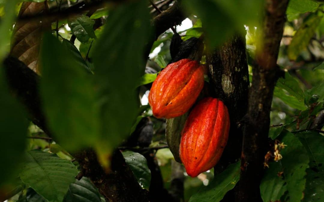 Expoferia Cacao y Ron Miranda promoverá producción nacional y exportaciones