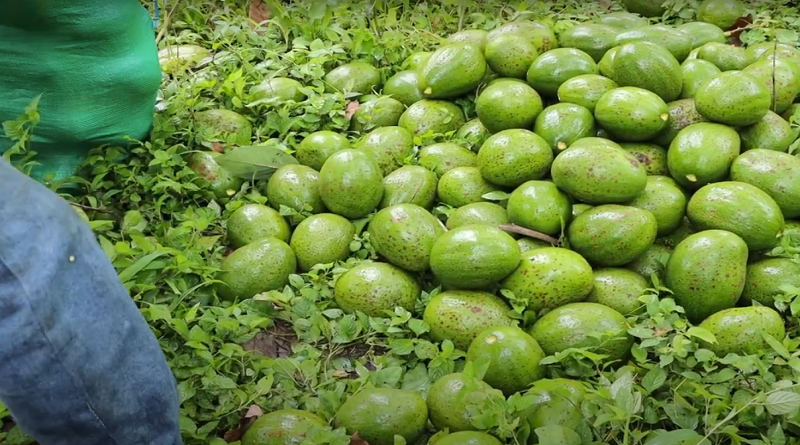 Venezuela exporta cinco mil kilos de aguacate a la Federación de Rusia