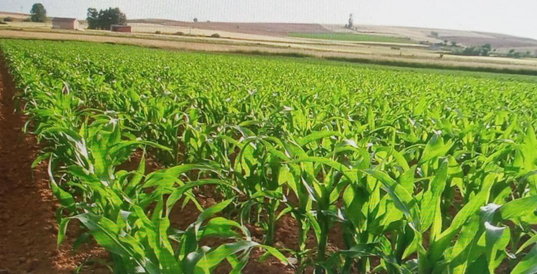 En Portuguesa listos para cosechar 36 mil has de maíz y arroz