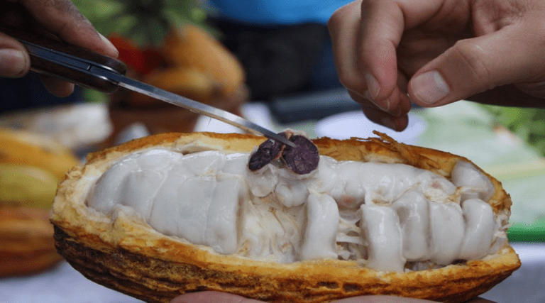 Comisión de Ciencia de la AN ofrecerá seminario sobre cacao venezolano
