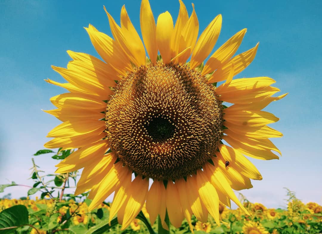 En Portuguesa cultivarán 20 mil hectáreas de girasol en ciclo 2022-2023
