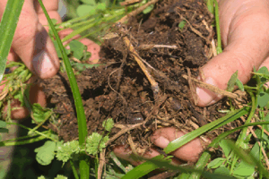 Agricultura Regenerativa reduce los riesgos de erosión del suelo y absorbe el CO2