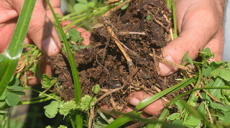 Agricultura Regenerativa reduce los riesgos de erosión del suelo y absorbe el CO2