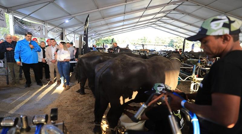 Jefe de Estado aprueba Plan para exportar carne de búfalo al mundo