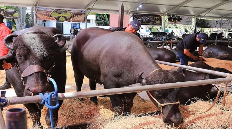 Presidente Maduro inaugura II Feria Nacional de Criabúfalos Caracas 2023