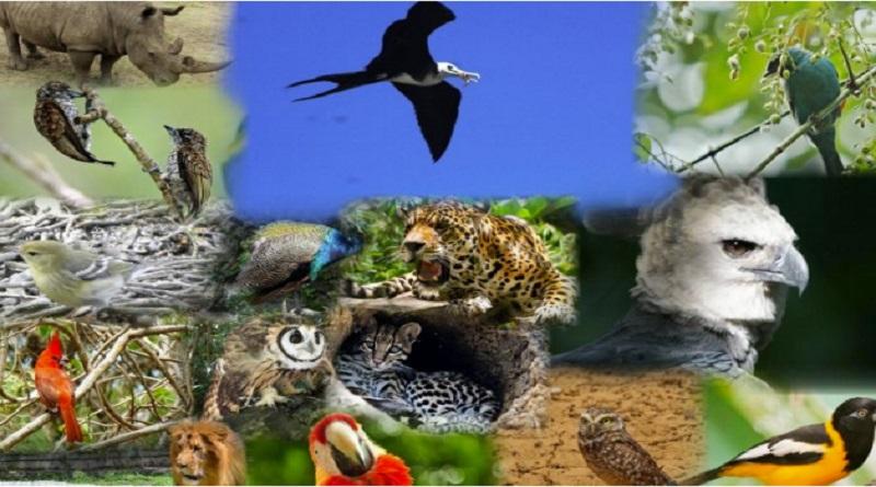 Venezuela reitera su compromiso en la preservación de la biodiversidad