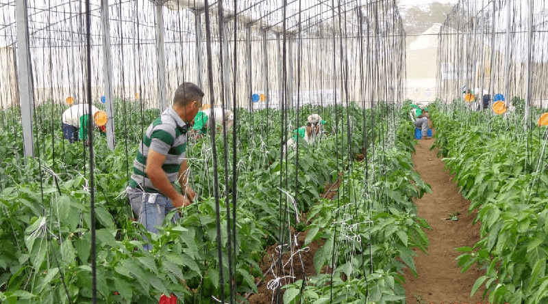 Avanza plan de recuperación de casas de cultivo comunales