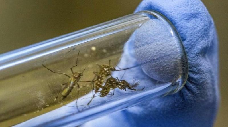 Rusia denuncia que EE. UU. intenta crear insectos portadores de virus patógenos