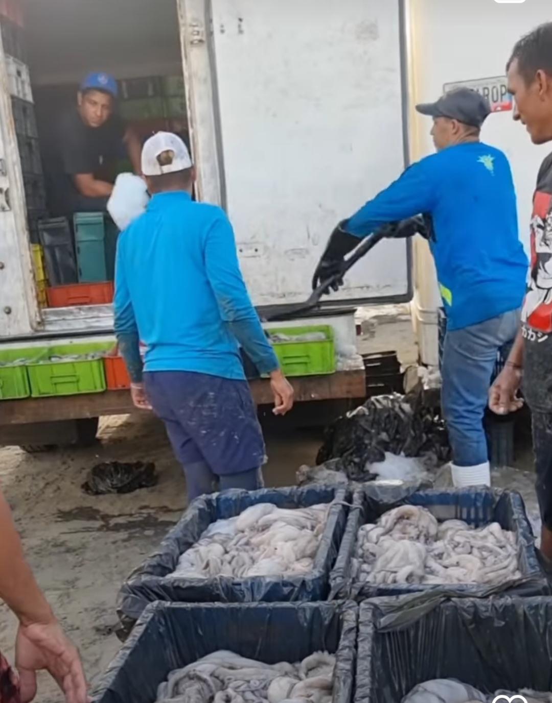 Minpesca supervisa la pesca sostenible del pulpo en Nueva Esparta