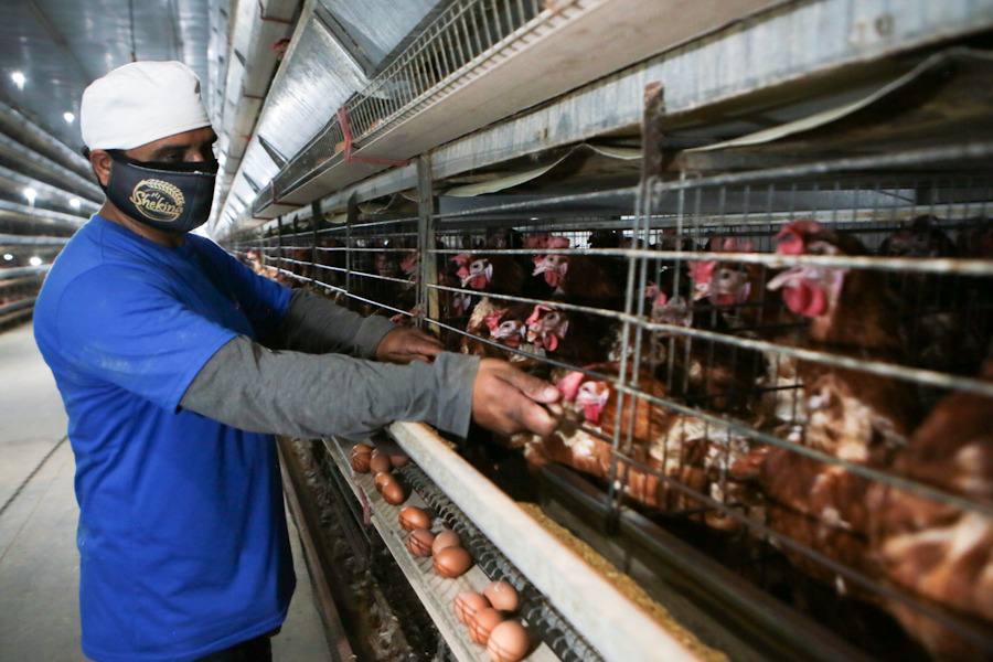 Presidente Maduro lidera Miércoles Productivo desde la Región Central del País