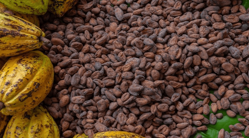 Exportan 400 toneladas de cacao merideño a Estonia