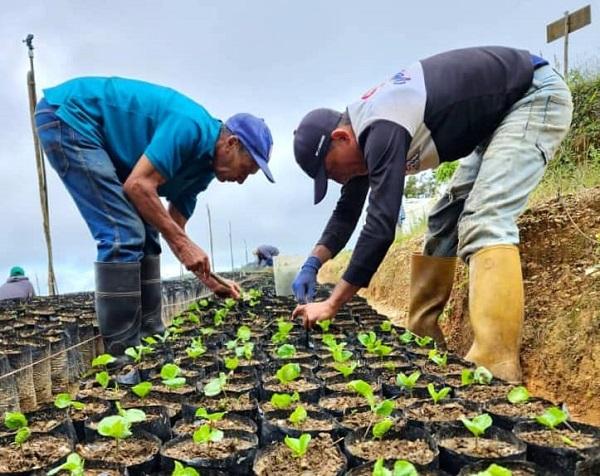 Ruta del Café Miranda prevé producir más de 500.000 plantas este año