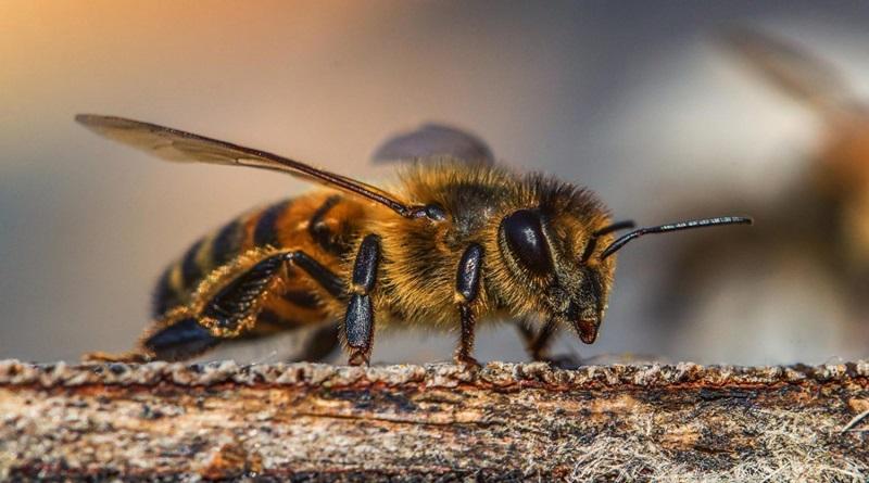 Venezuela impulsa proyectos para preservación de las abejas
