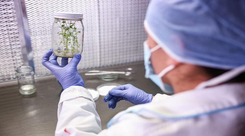 Centro Biotecnológico de Venezuela produce más de 200 mil plantas al año