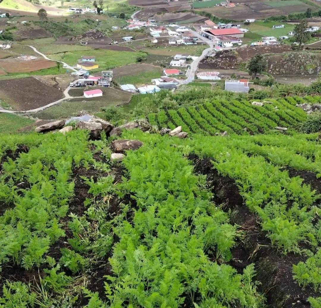 Presidente Maduro: Venezuela será una potencia en producción de alimentos orgánicos