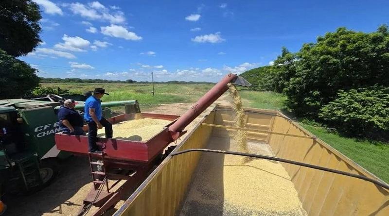 Autoridades supervisan inicio de cosecha de 200 hectáreas de maíz blanco en Apure