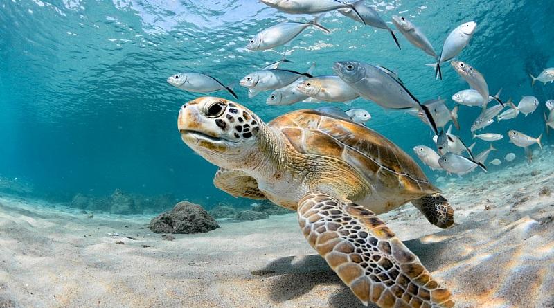 Arabia Saudita descubre el mayor sitio de anidación de tortugas marinas