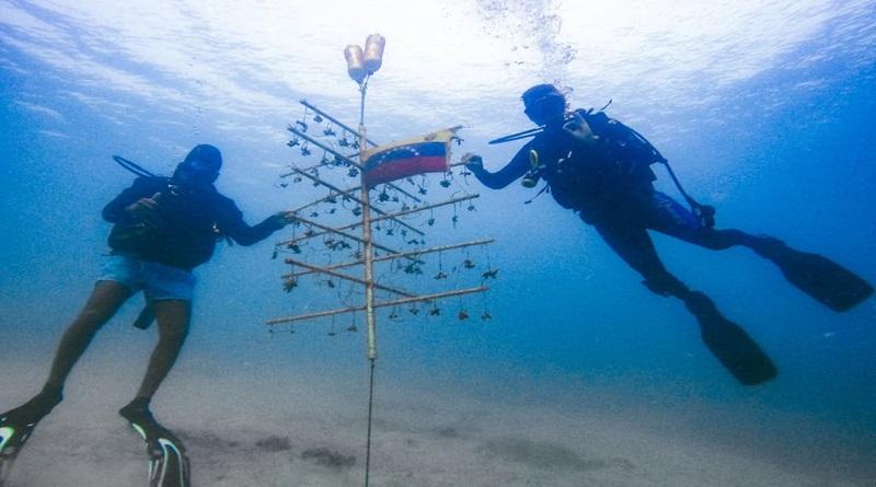 Costa de Carabobo se reaviva con caballitos de mar y siembra de corales