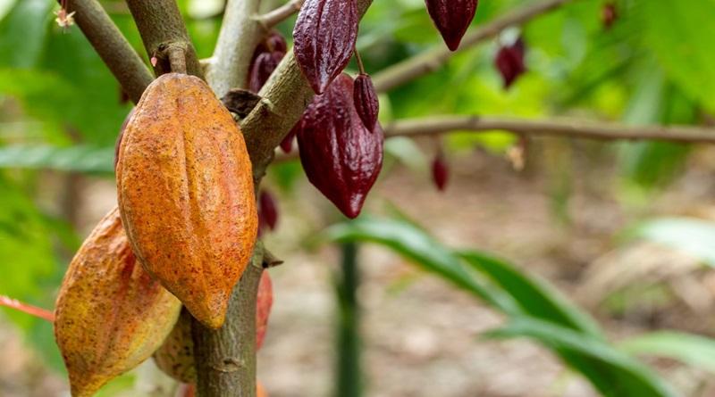 Inicia inscripción para programa “Maestros Agrícolas en Manejo Sustentable de Cacao»
