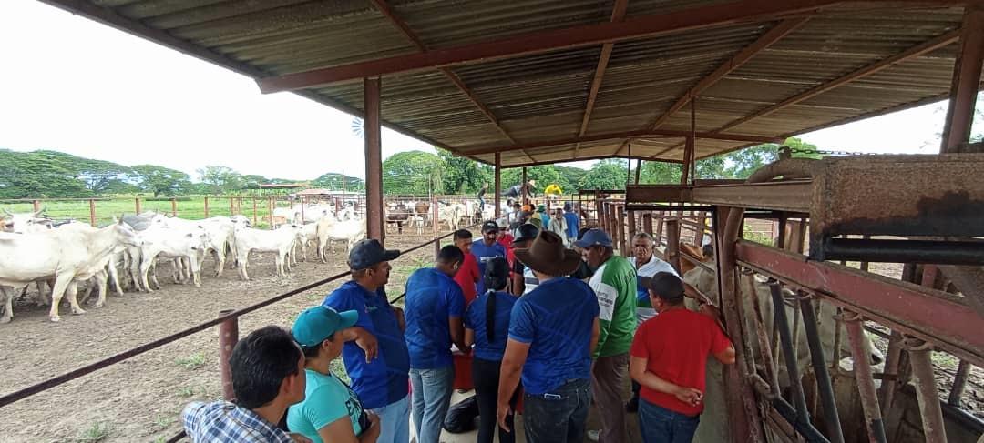 Apure destaca en vacunación ganadera con más de 1,3 millones de animales protegidos