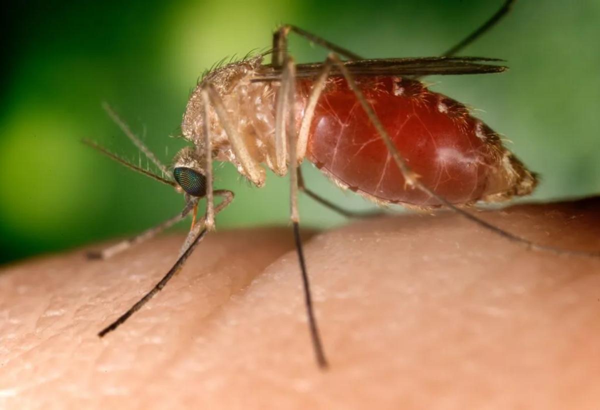 Venezuela detecta primeros 5 casos positivos del virus Oropouche