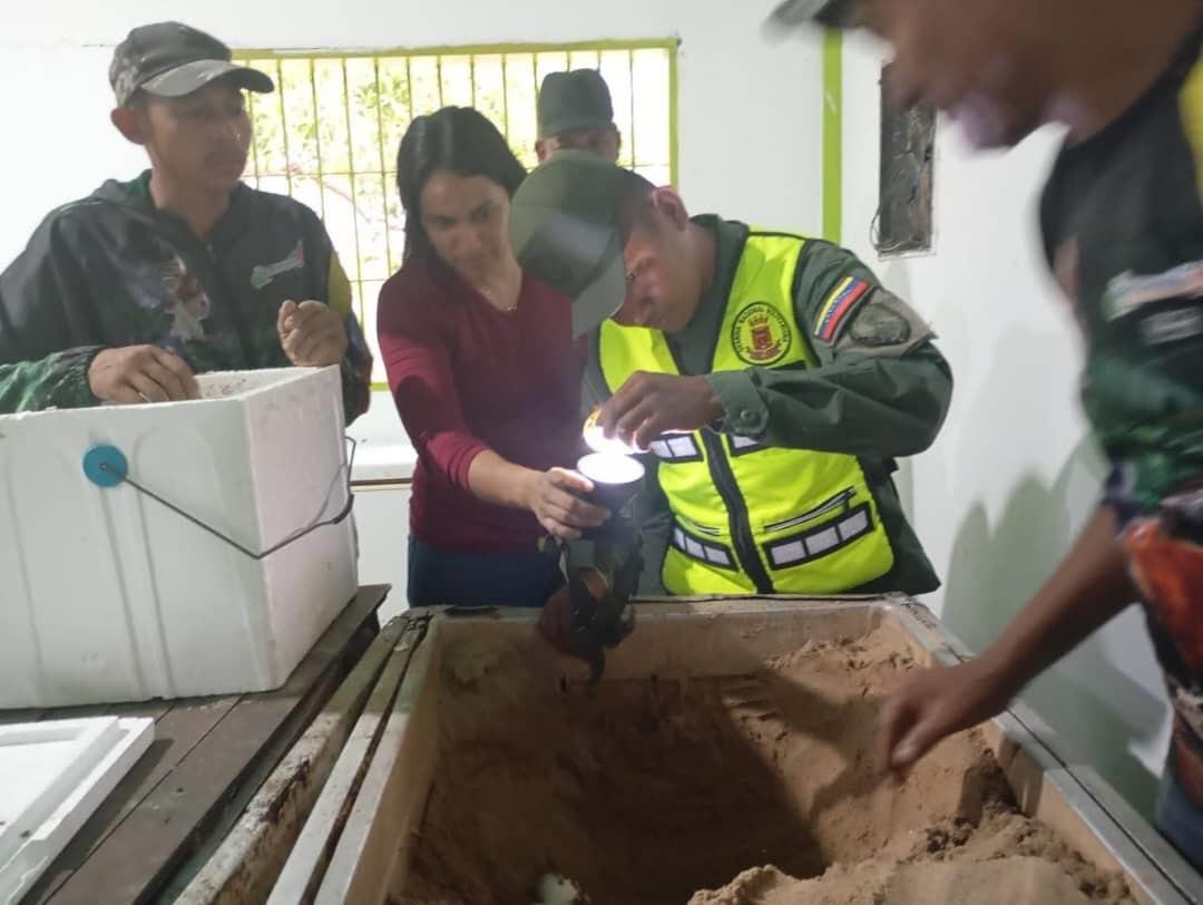 Zoocriadero El Patrullero de Chávez inicia la temporada de desove 2025 del Caimán del Orinoco