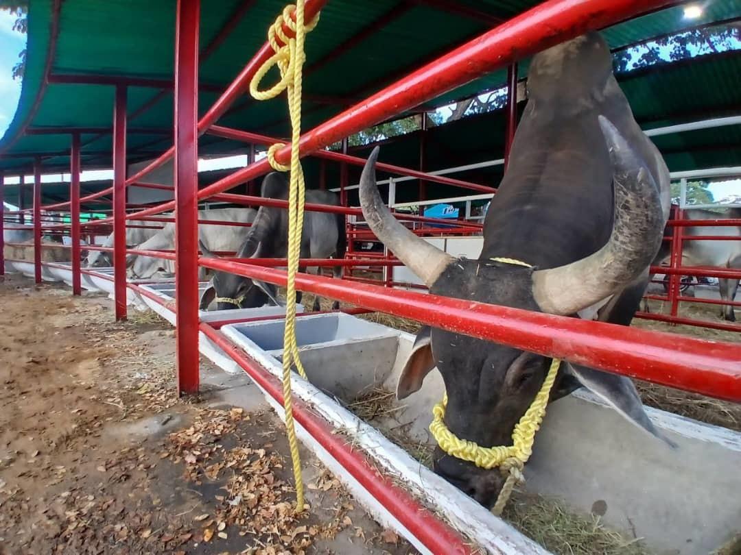 Inició la exposición Agroindustrial y Ganadera en las Fiestas de Elorza