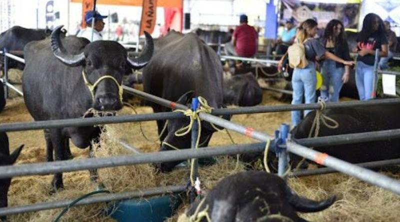 Expo Feria Bufalina, Caprina y Ovina inicia este 9-Abr en La Carlota