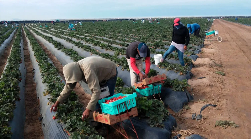 Agroindustria nacional fortalece motor económico del país