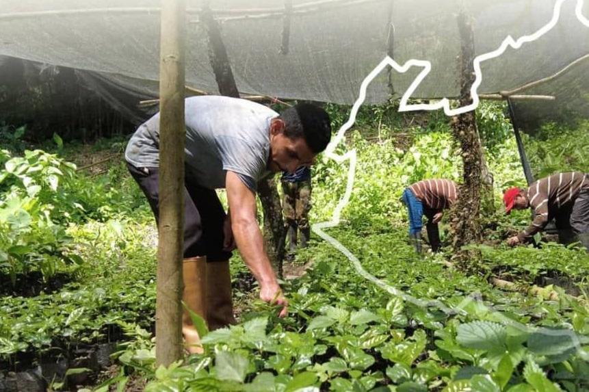 Expocafé Biscucuy mostrará bondades de este rubro cultivado en Portuguesa