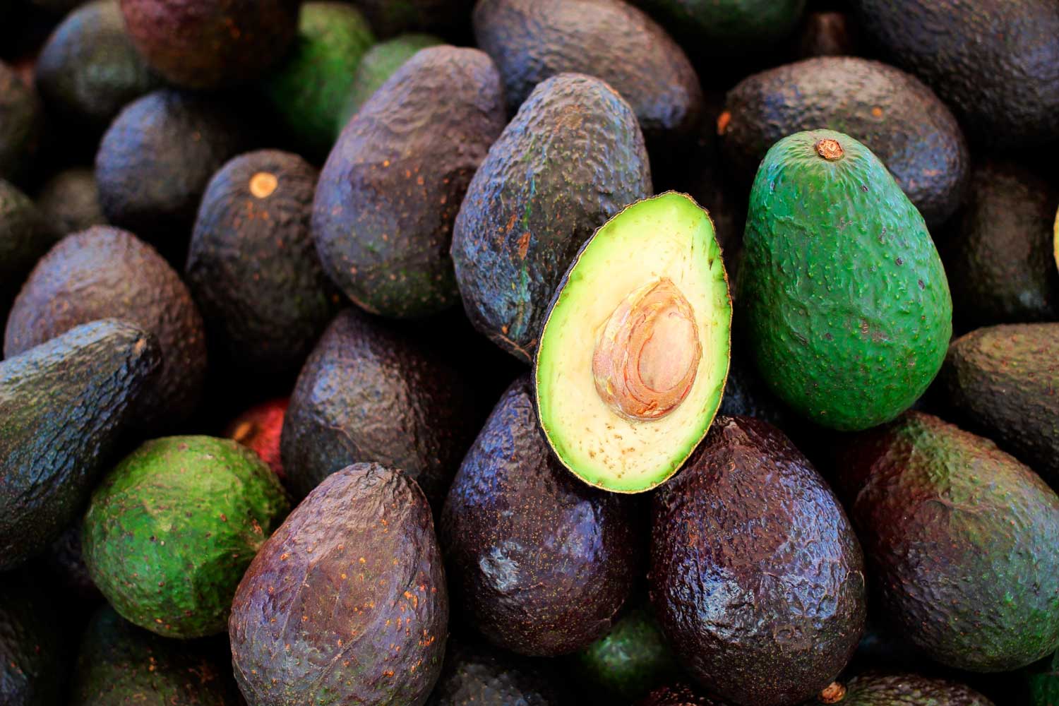 Yaracuy impulsa la exportación de aguacates a China