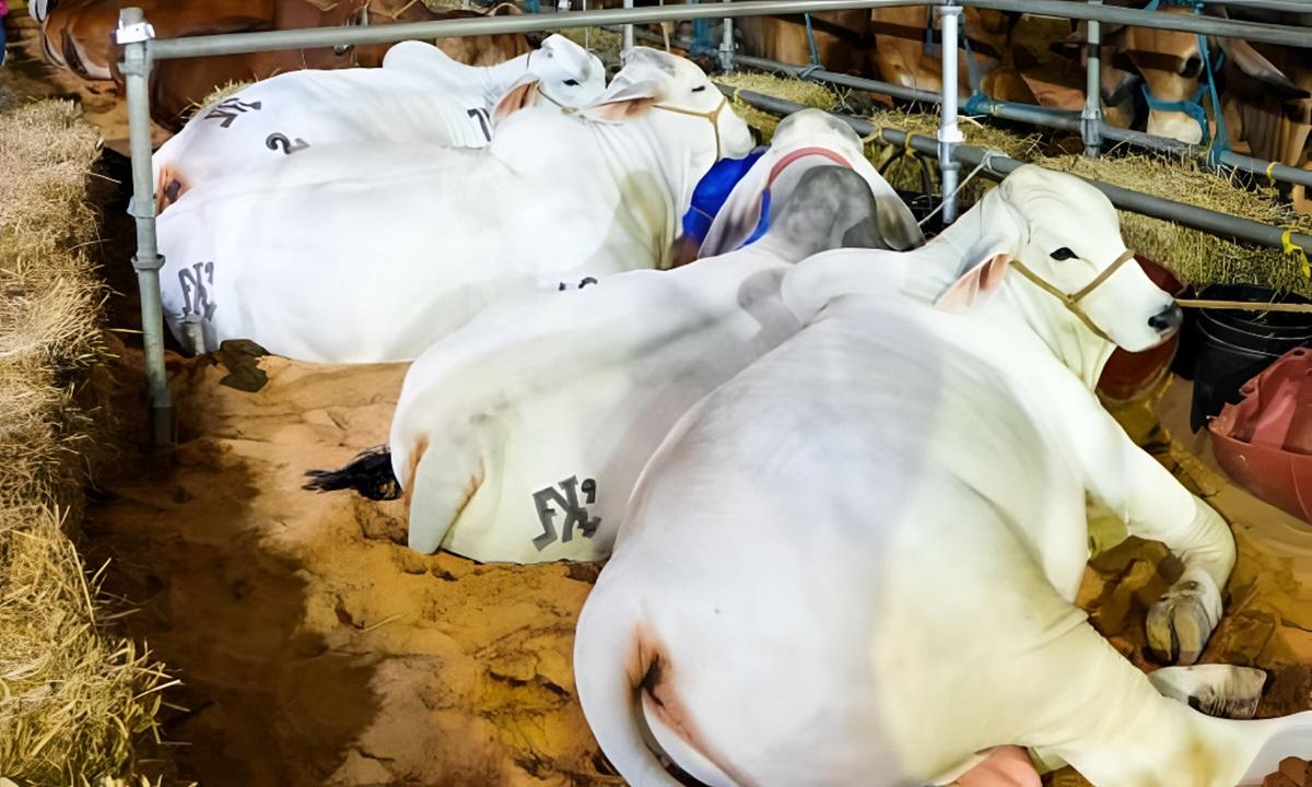 Más de 500 animales y 60 empresas se darán cita en Expoferia Agroproductiva de Anzoátegui