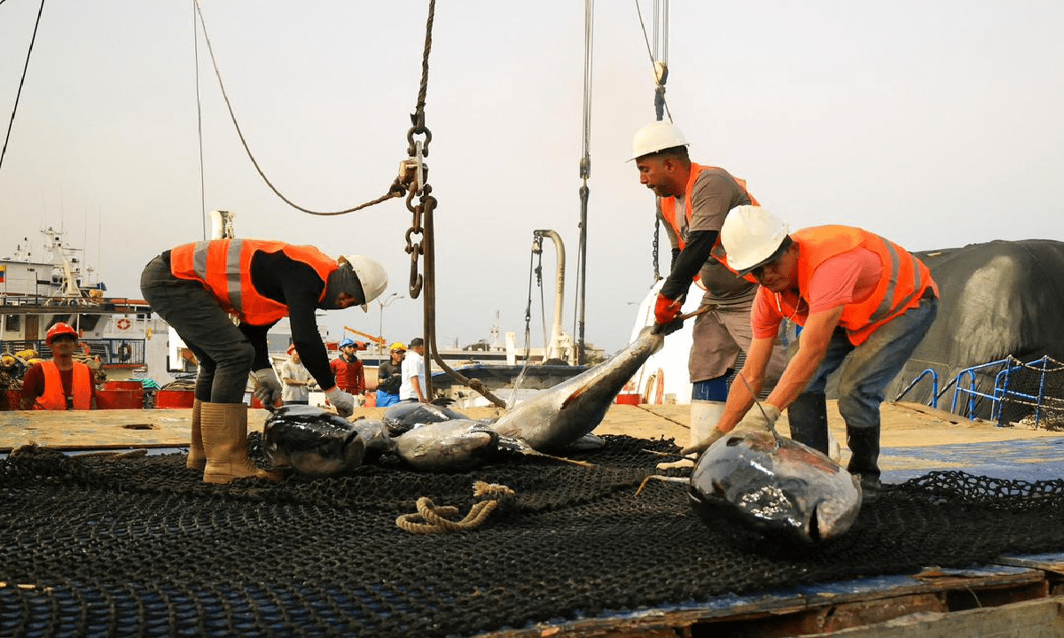 Más de mil toneladas de atún arriban al puerto de Cumaná en buque “Orinoco II”